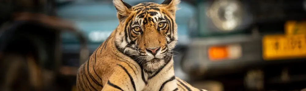 tiger